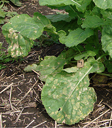 Downy mildew.