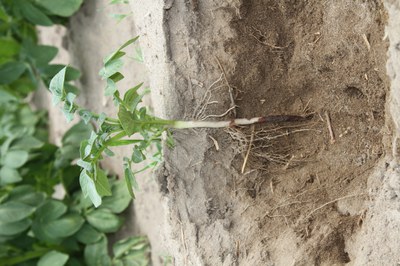 Rhizoctonia on stem.