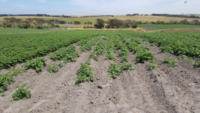 Poor seed storage can affect stand. 