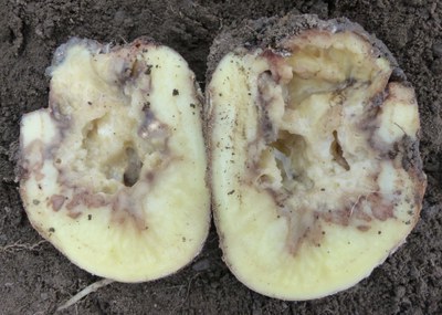 Dickeya in seed tuber. 