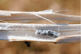 Sclerotia and shredded stem. 