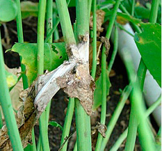 Sclerotinia stem rot.