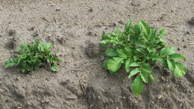 Malformed leaves from sprout heat stress. 