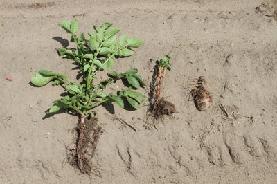 Root lesion nematode injury can cause varied emergence. 