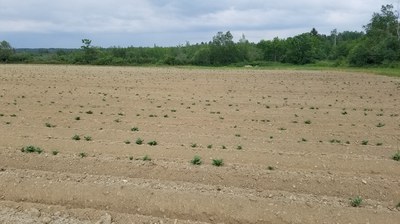 Poor stand because of seed rot.