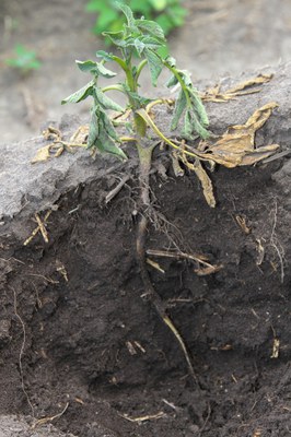 Potato stem blackleg.