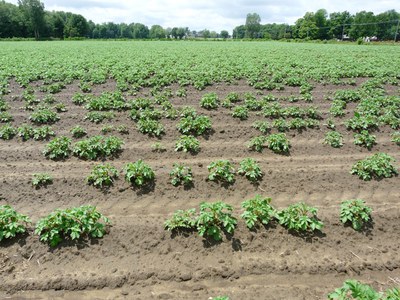 Cut seed prone to tuber rot.