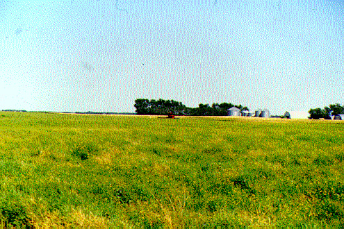 Figure 1. Canola field ready to swath.