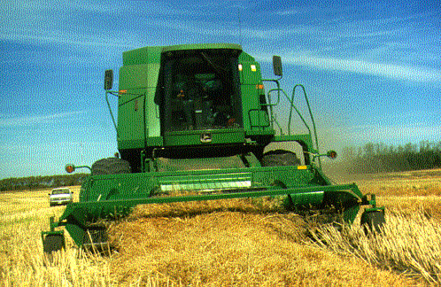 Figure 11. Combining canola.