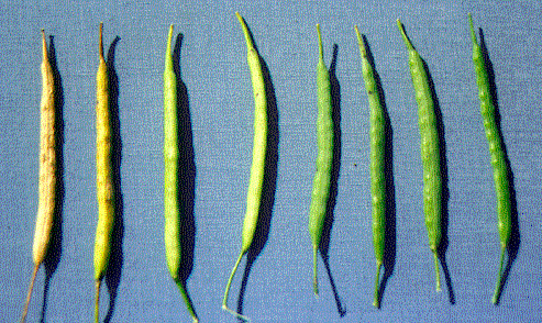 Figure 4. Change in pod maturity.