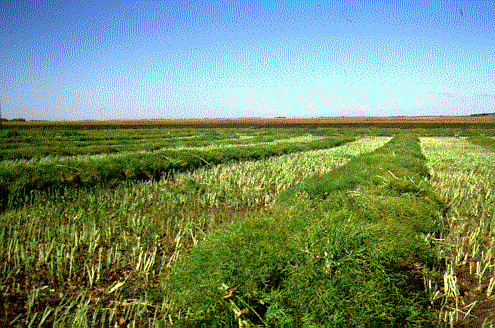 Figure 7. Properly swathed canola.