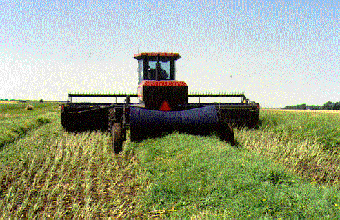 Figure 9. Rolling a canola swath.