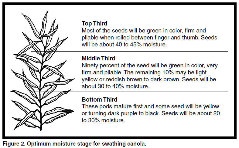 Figure 2. Optimum moisture stage for swathing canole.