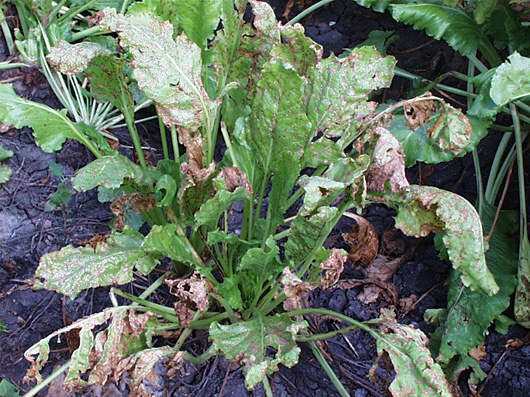 Leaf spots coalesce and kill large areas of leaf tissue. Severely diseased leaves wither and die, but remain attached to the crown.