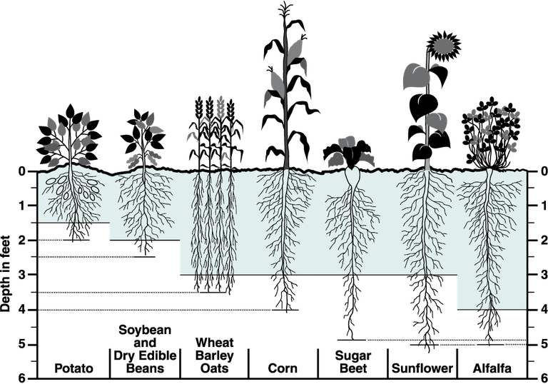 Figure 1. Typical fully developed root zone depths for the commonly irrigated crops in North Dakota. The shaded area is the irrigation water management depth.