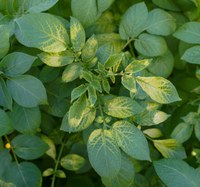 Linuron injured potato plant