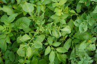 Dicamba injured potato plant