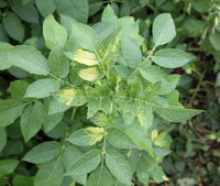 Clomazone injured potato plant