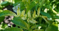 Mesotrione injured potato plant