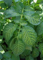 Metribuzin injured potato plant