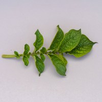 Halosulfuron Injured potato leaflet