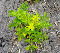 Glyphosate injured potato leaflet