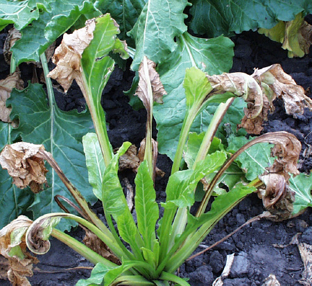 Figure 1. Lower, older leaves become yellow between the larger veins and eventually die but remain attached to the plant.