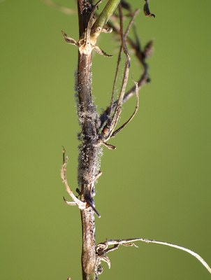 FIGURE 1b – Gray sporulation on diseased tissues when relative humidity is high