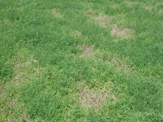 FIGURE 1 – Dead patches of plants