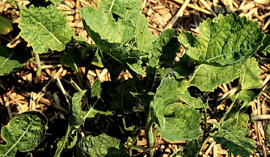 Early season S deficiency in canola.