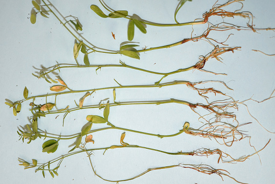 FIGURE 2 – Infected seedlings