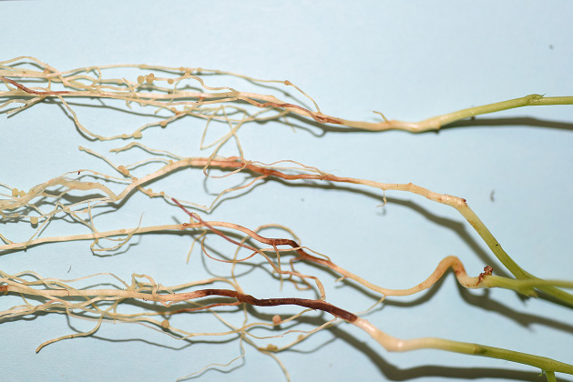 FIGURE 2 – Moderate (top) to severe (bottom) Rhizoctonia root rot