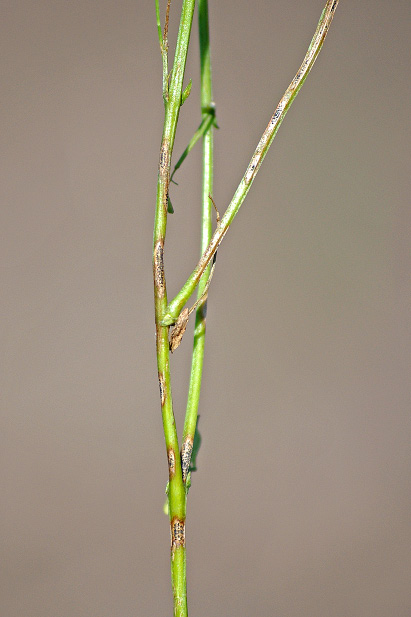 FIGURE 1 – Small black fungal resting structures (microsclerotia) within anthracnose lesions