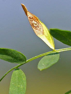 FIGURE 1a – Concentric ring pattern from pycnidia inside the light brown lesion