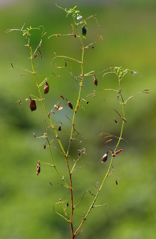 FIGURE 3a – Defoliated plants that have shed diseased leaves