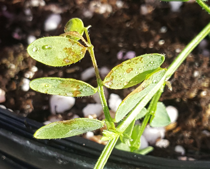 FIGURE 1 – Brown, circular and translucent foliar lesions