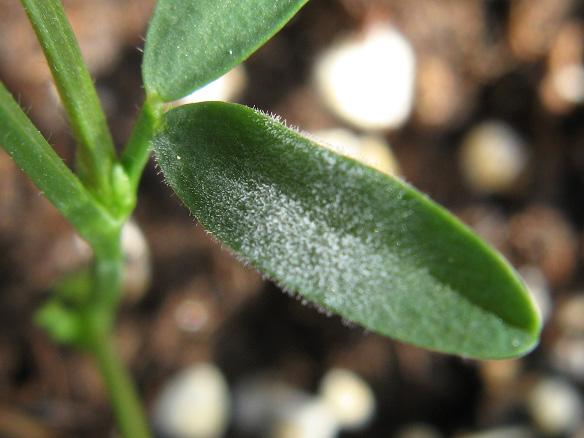 FIGURE 3 – Feltlike white fungal growth