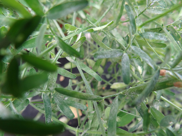 FIGURE 2 – Leaf and stem surfaces covered with powdery mildew