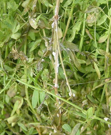 FIGURE 3 – Bleached lesions with white fungal growth