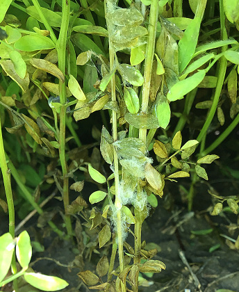 FIGURE 2 – White, fluffy fungal growth on leaves and stems