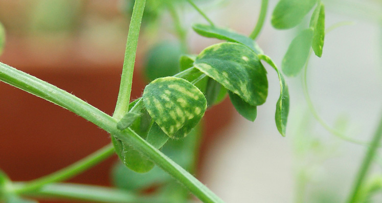 FIGURE 2 – Leaf mottling