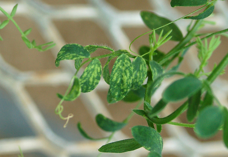 FIGURE 3 – Leaf mottling