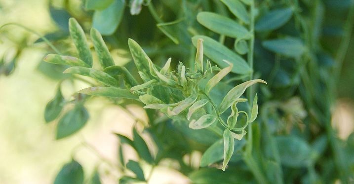 FIGURE 1 – Twisted and malformed leaves