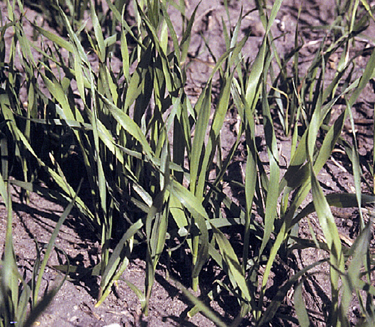 S deficiency in spring wheat.