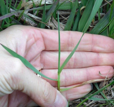 Crested Wheatgrass