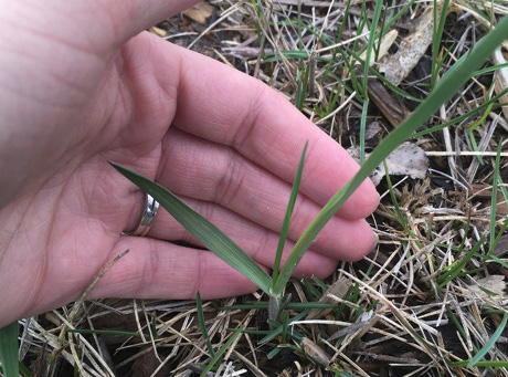 Plant growth