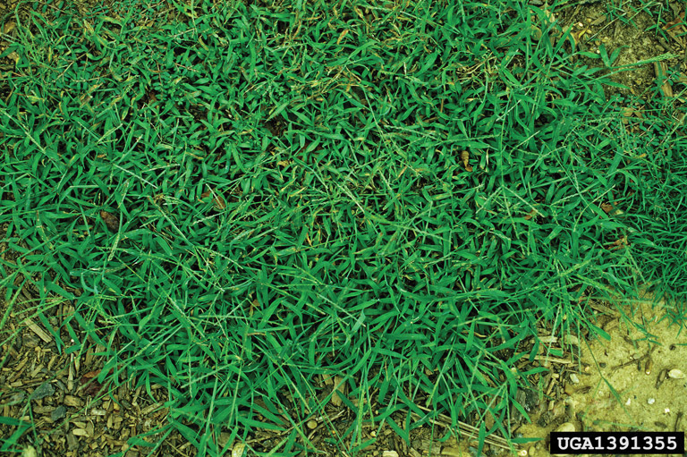 Grass