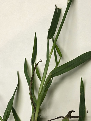 Figure 3b