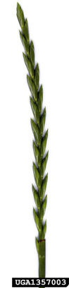 Figure 5b