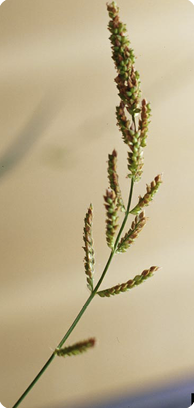 Figure 5c
